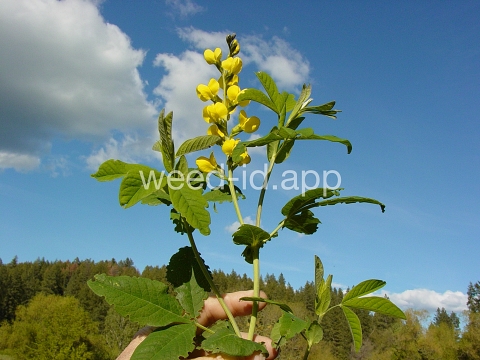golden pea, mountain